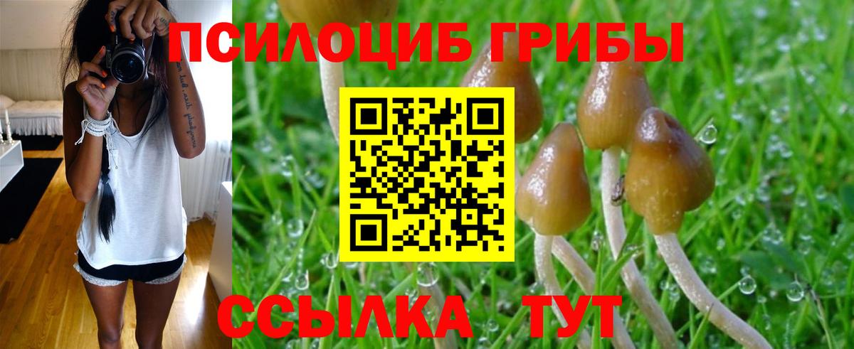 Галлюциногенные грибы Psilocybe Челябинск